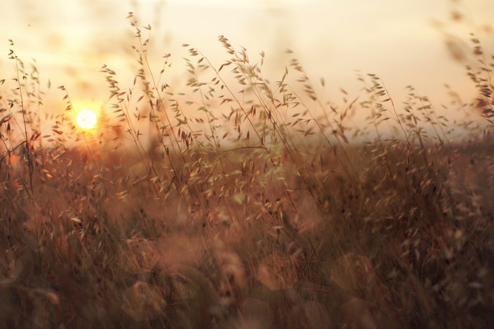 Summer Sunset
